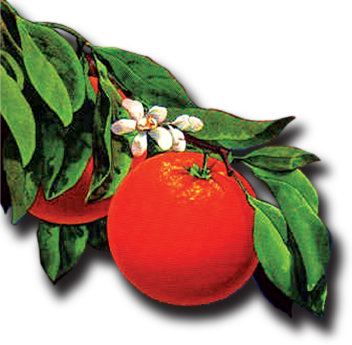 Fruit Guys